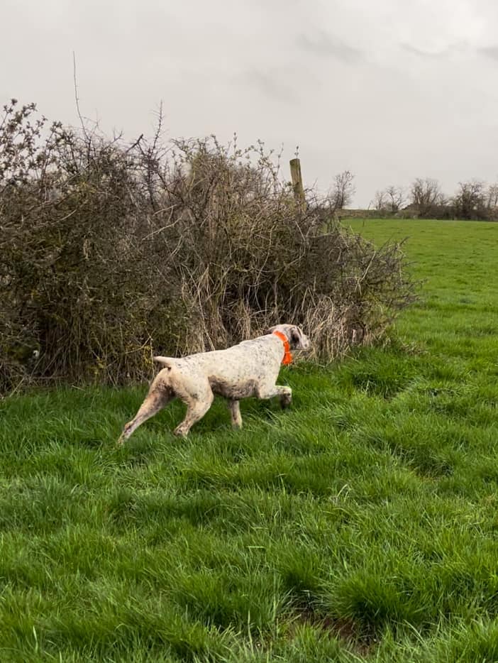 Pattex du Chene Grive