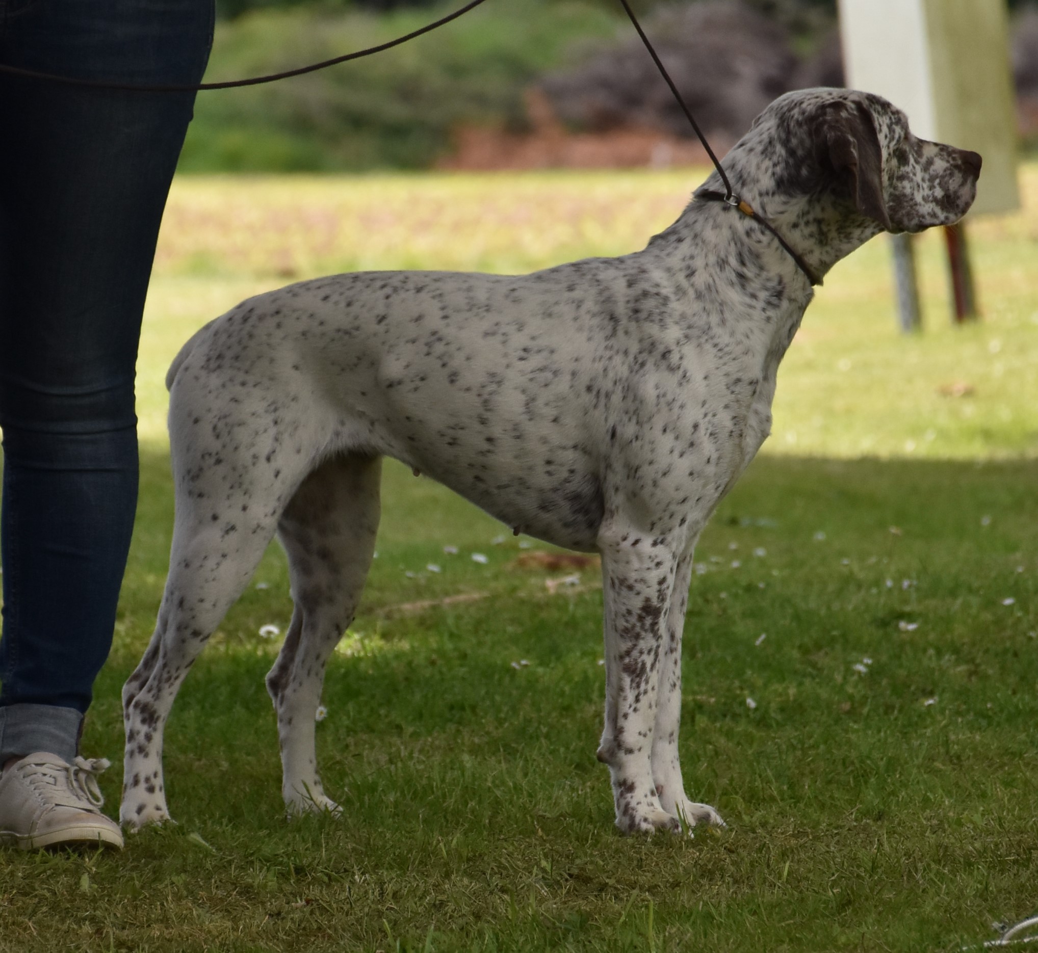 Pattex du Chene Grive