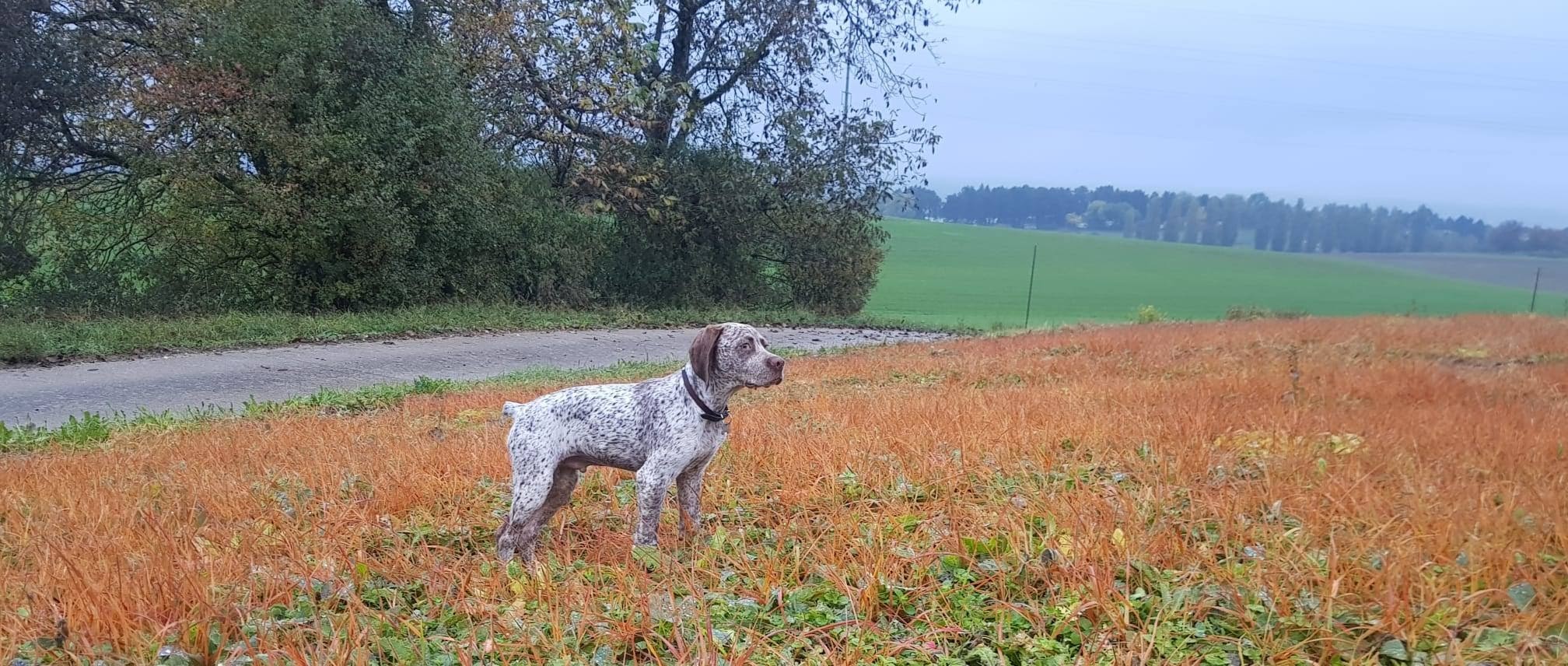 PepperNSaltDesCimesDOr