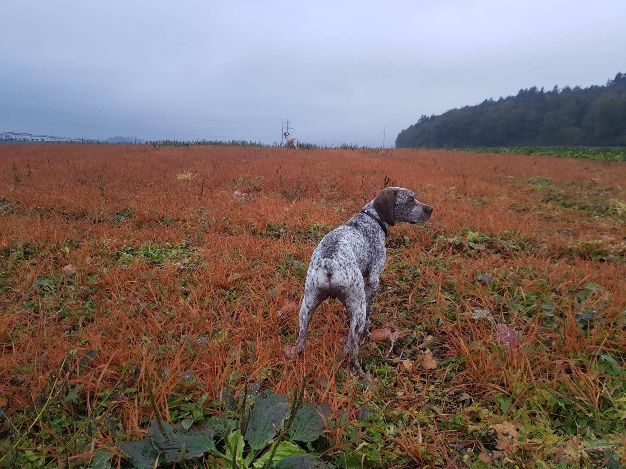 PepperNSaltDesCimesDOr