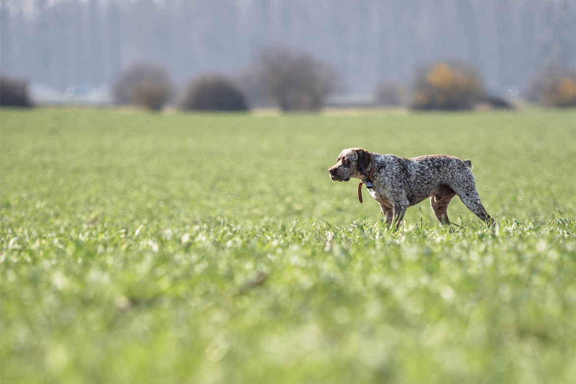 PepperNSaltDesCimesDOr