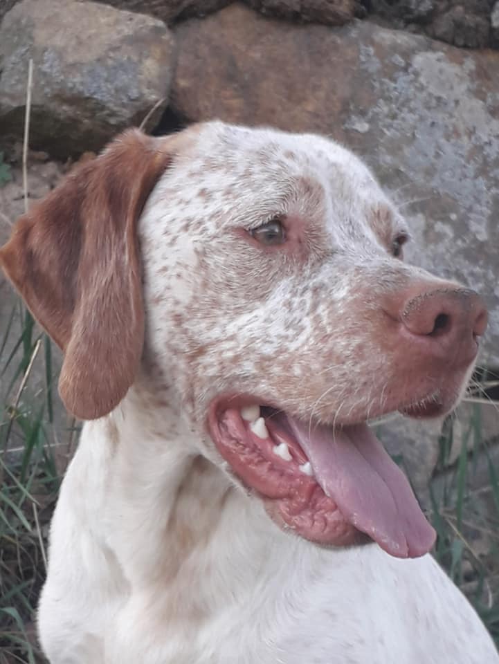 Rodin des Cimes d'Or