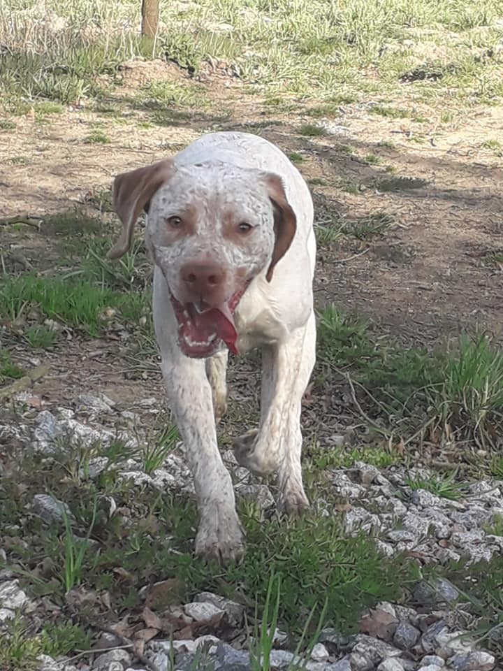 Rodin des Cimes d'Or