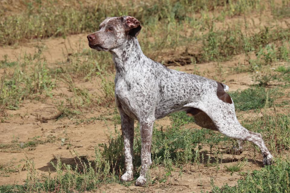 Pyrus du Chene Grive