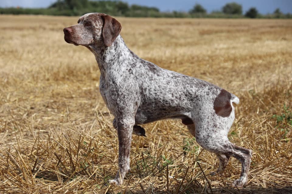 Pyrus du Chene Grive