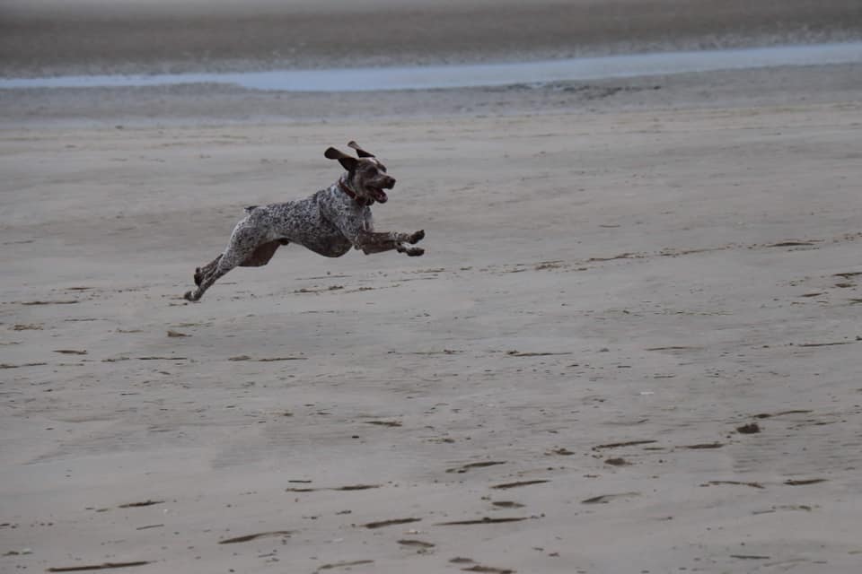Pyrus du Chene Grive