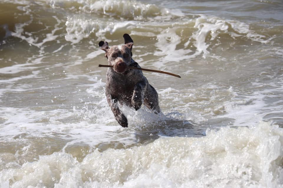 Pyrus du Chene Grive