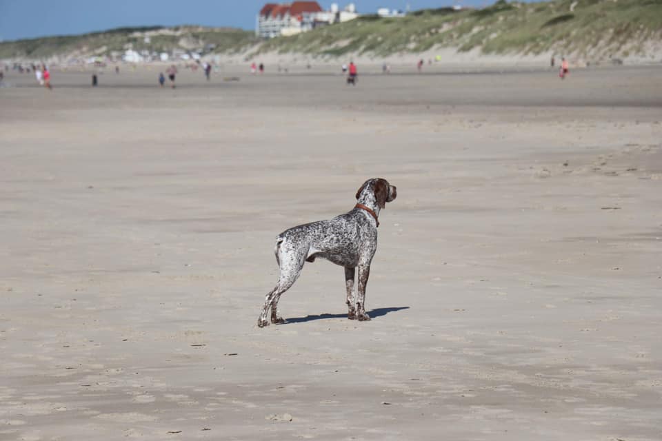 Pyrus du Chene Grive