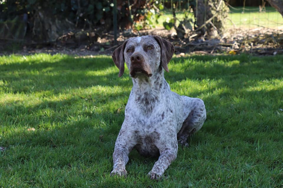 Pyrus du Chene Grive