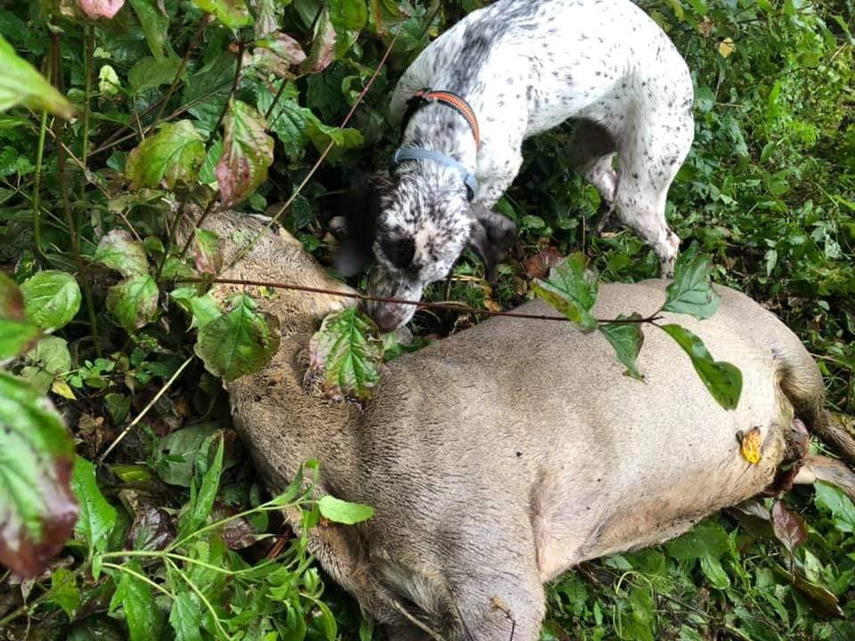 Rodin des Cimes d'Or
