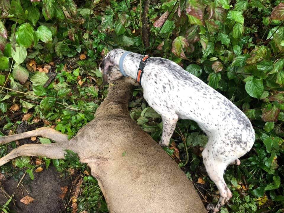 Rodin des Cimes d'Or