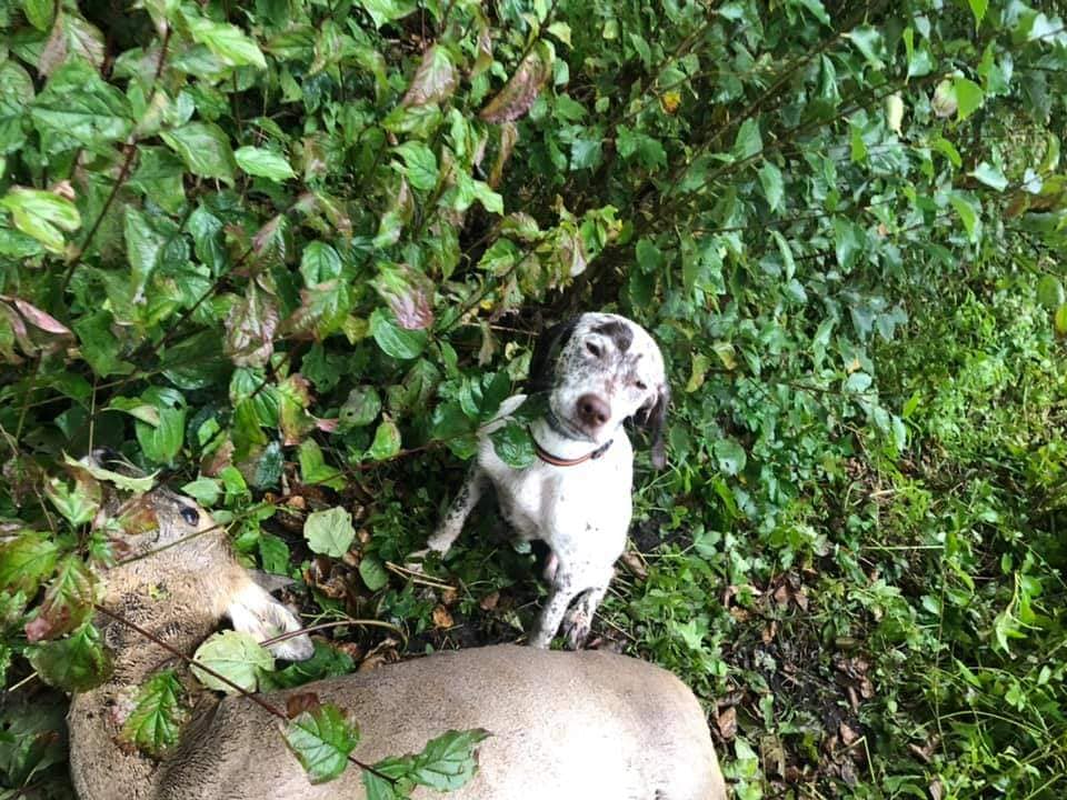 Rodin des Cimes d'Or