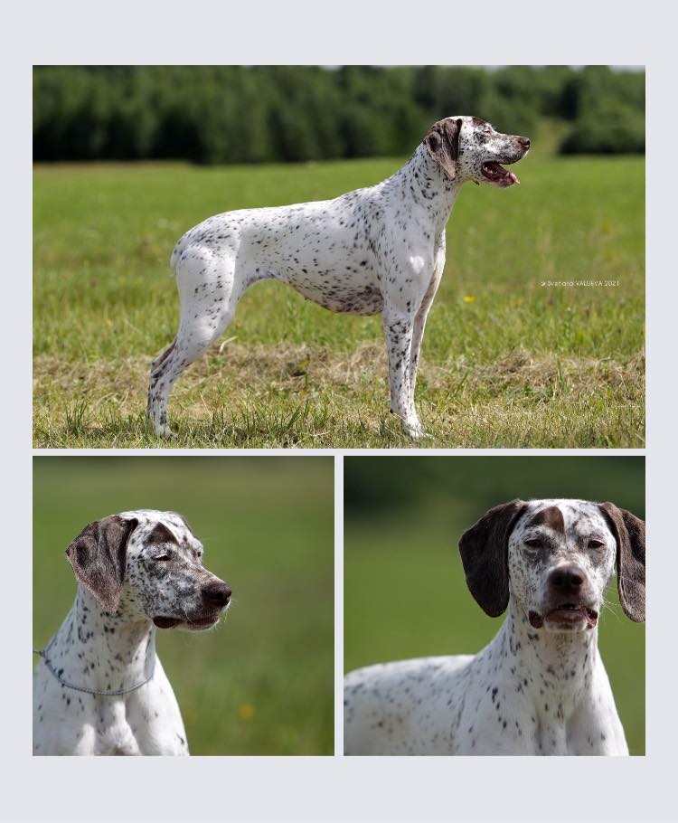 Rodin des Cimes d'Or