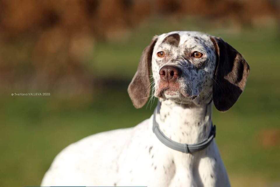 Rodin des Cimes d'Or