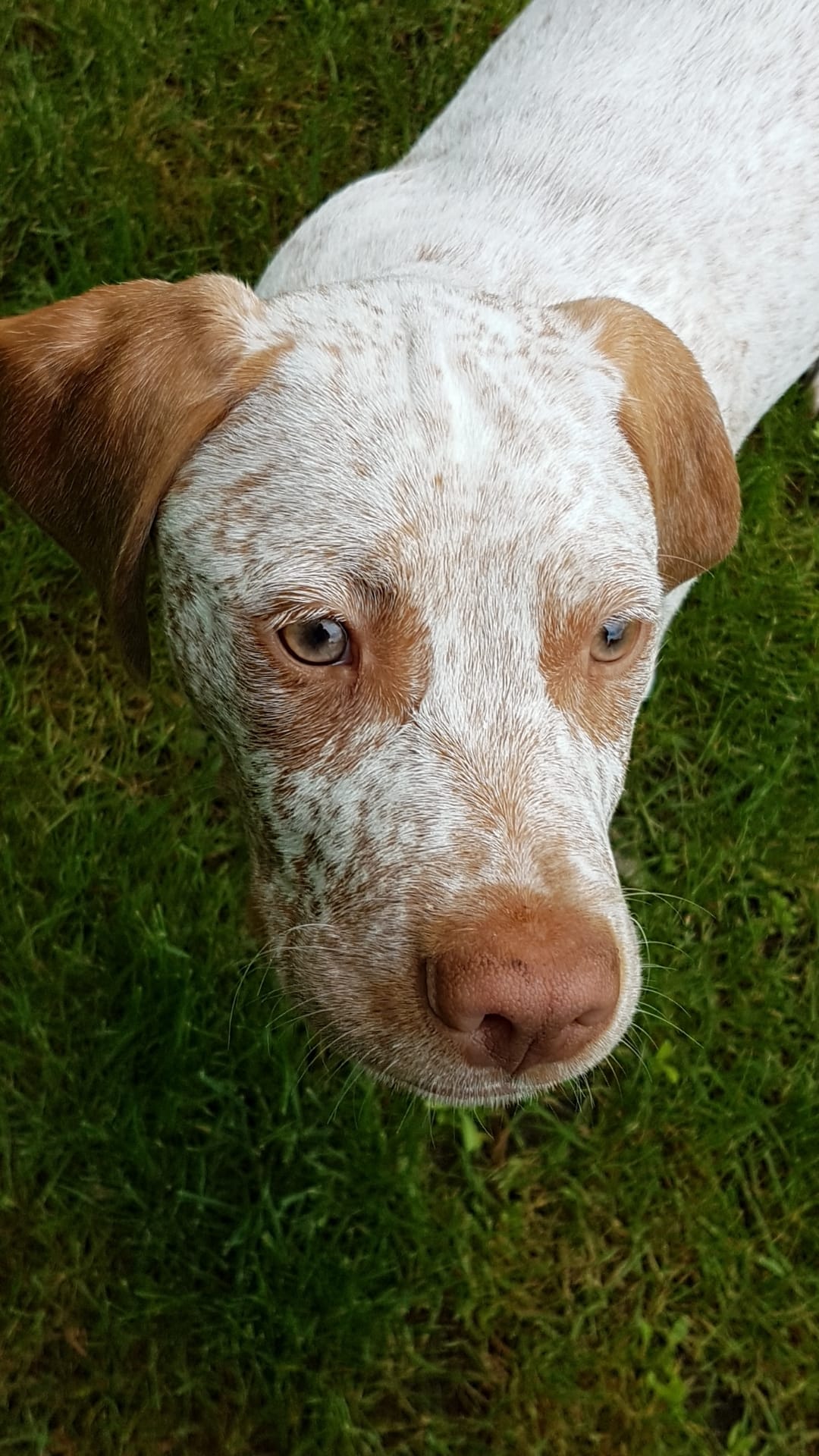 Rodan des Cimes d'Or