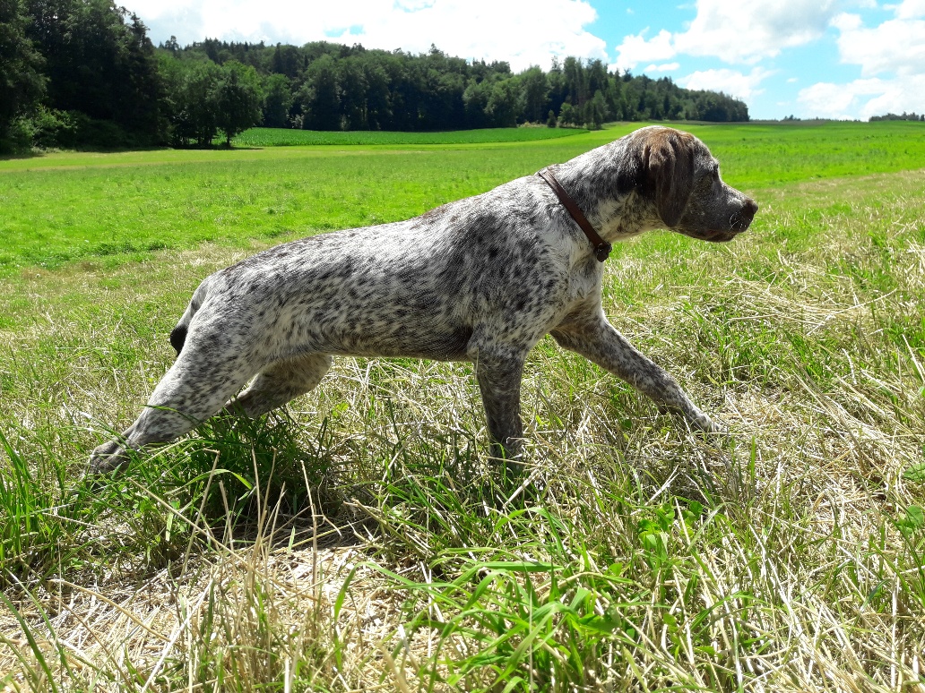 Rubis des Cimes d'Or