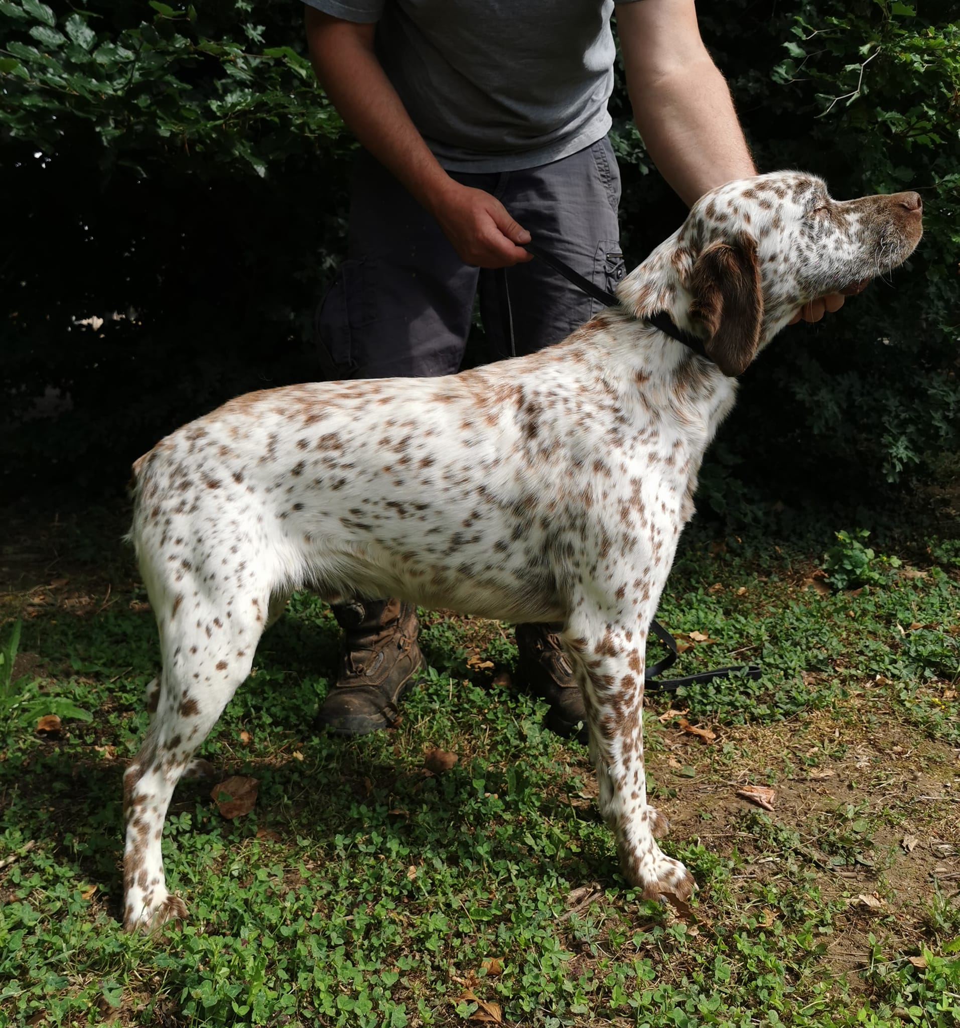 RufusDesLandesCorreziennes