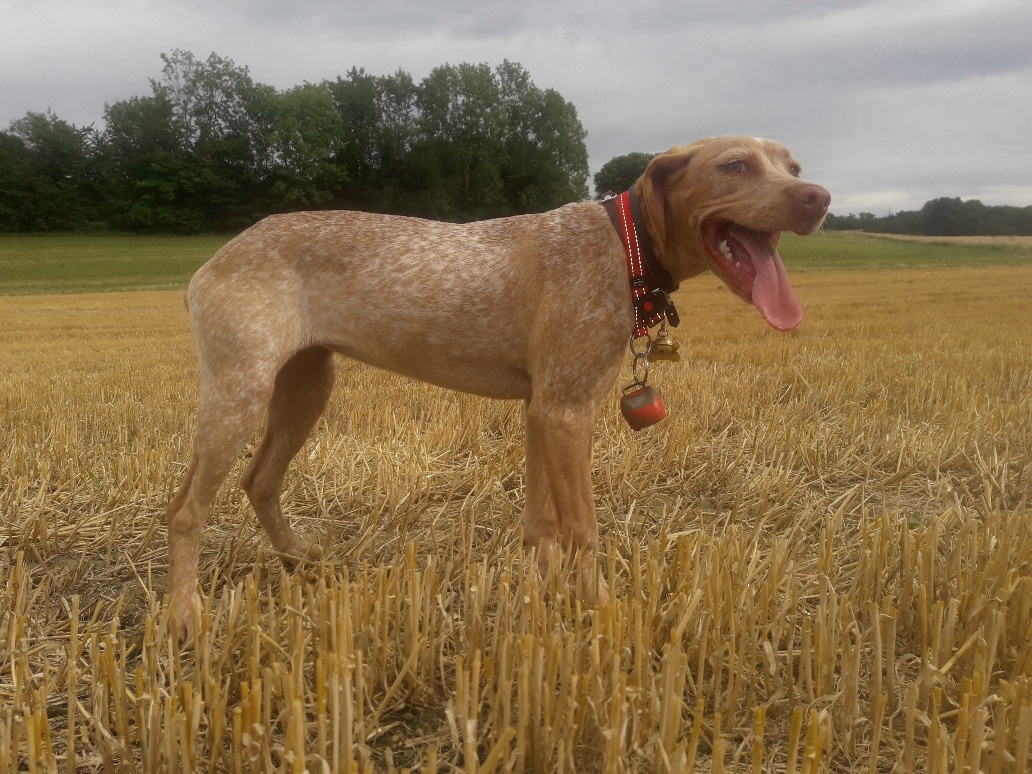 Rumbas des Cimes d'Or