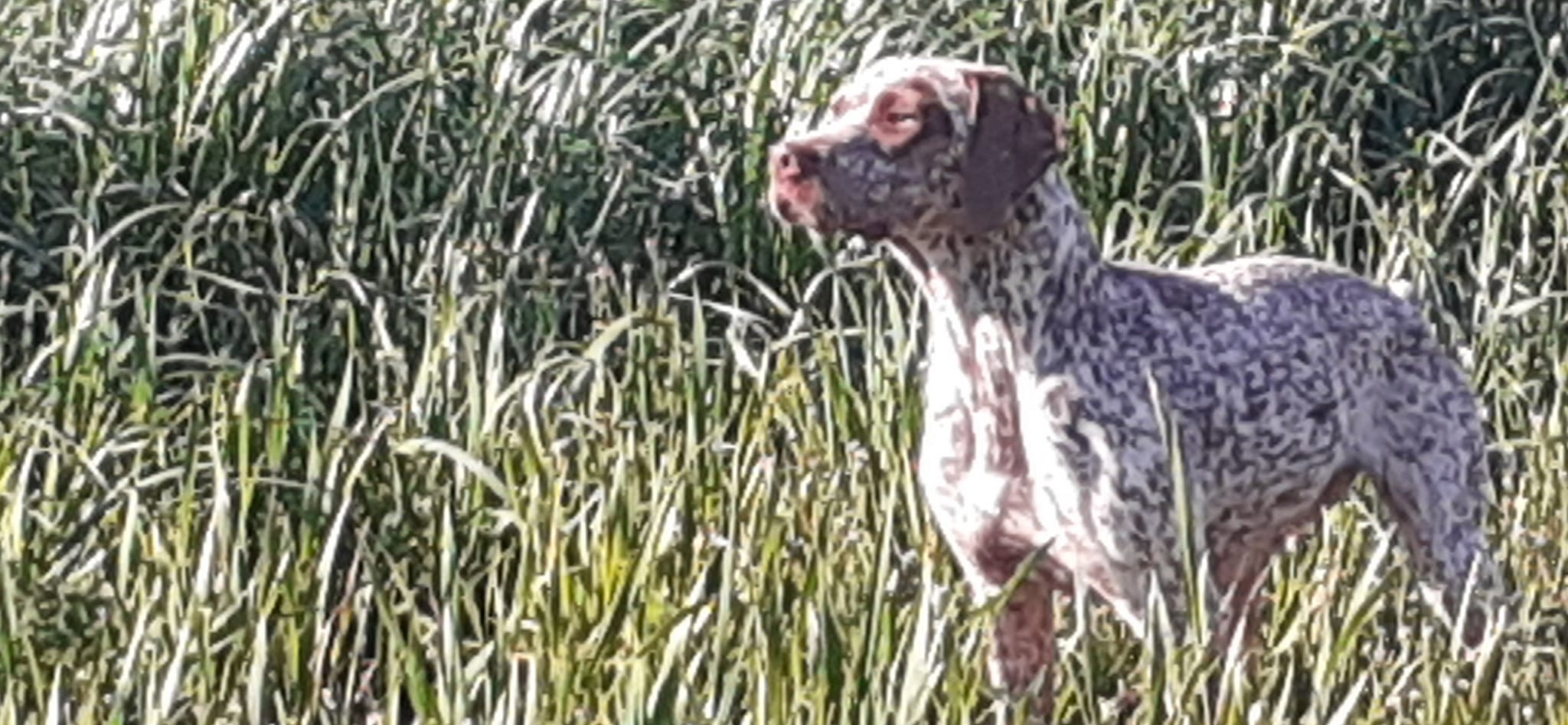 RunaDeLaLandeDeBourberouge