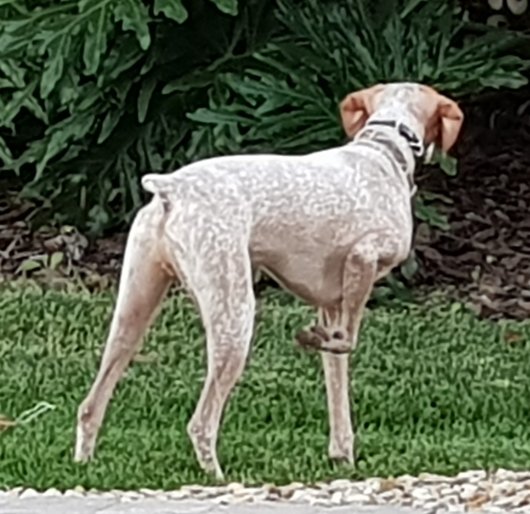 VoyageursPointFrancaisJack