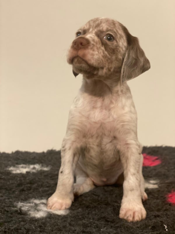 AfroditaBourbonskeStesti