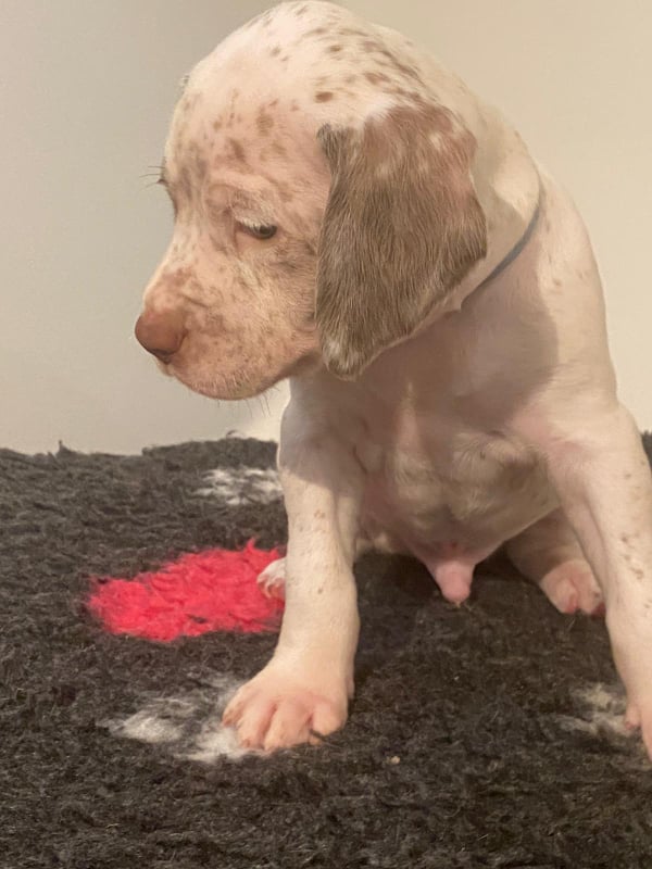 ApolloBourbonskeStesti