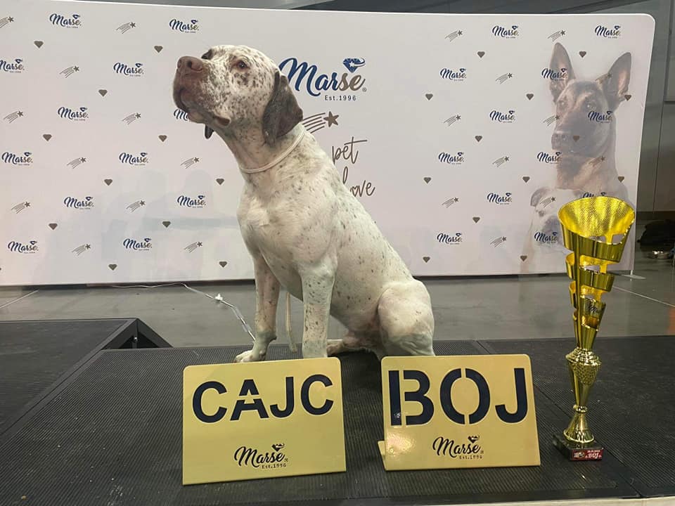 ApolloBourbonskeStesti