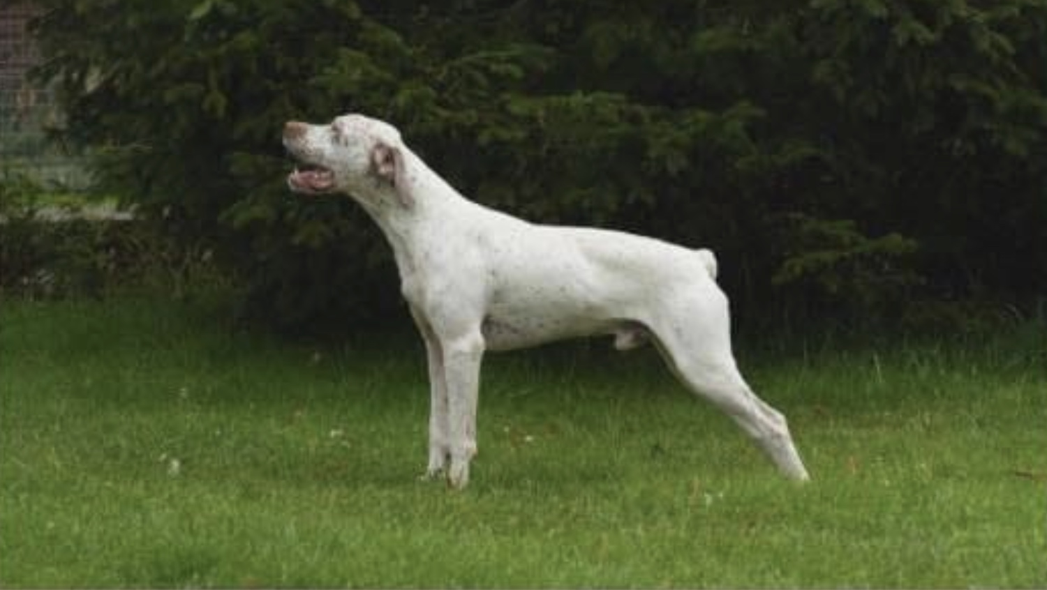 ApolloBourbonskeStesti