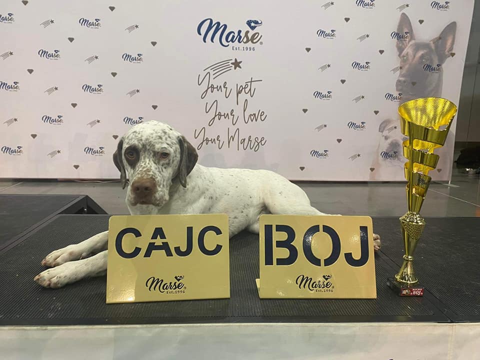 ApolloBourbonskeStesti