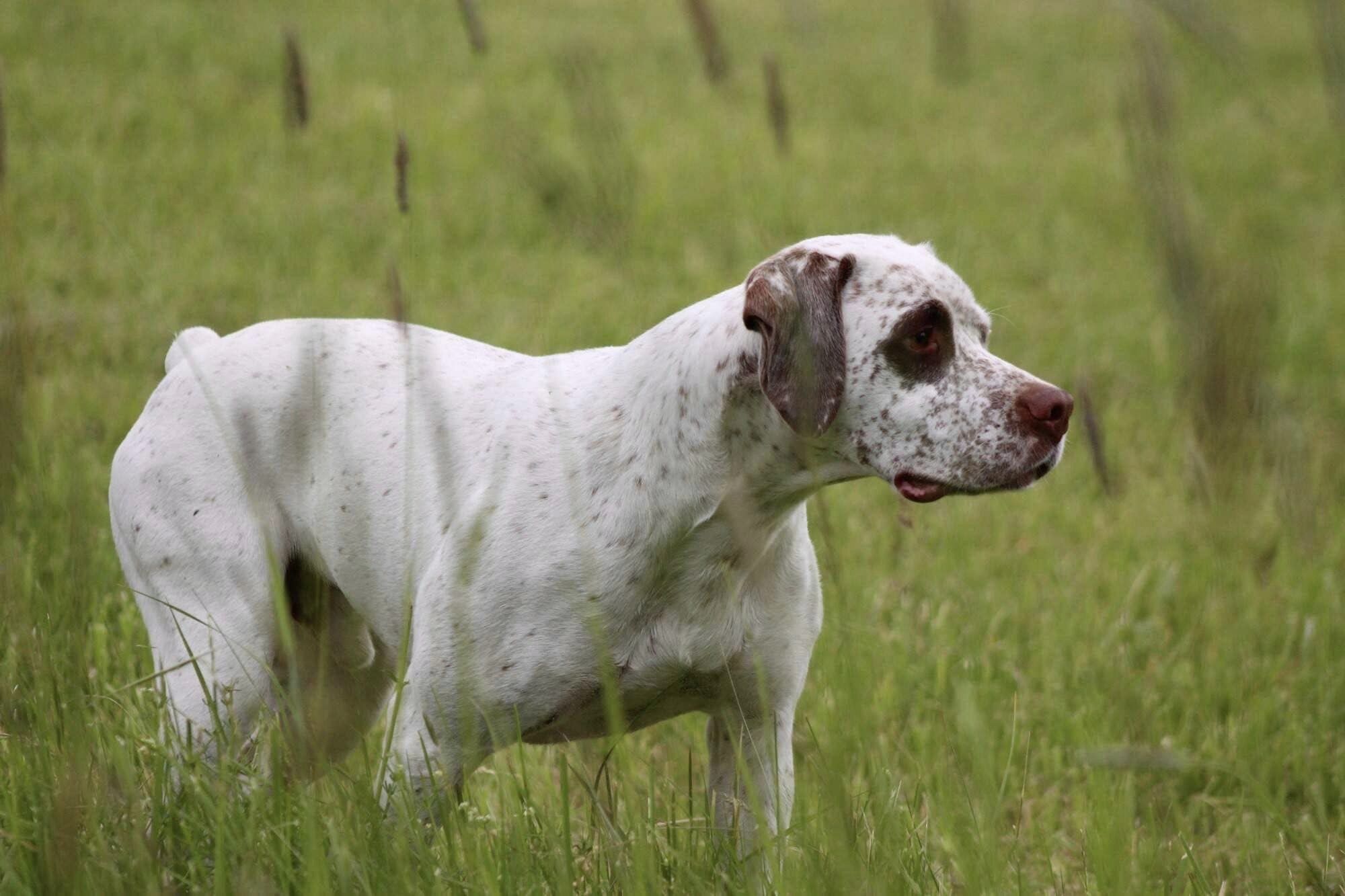 ApolloBourbonskeStesti