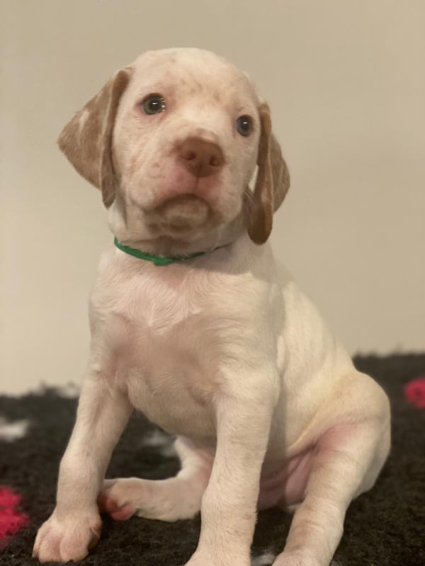 AresBourbonskeStesti