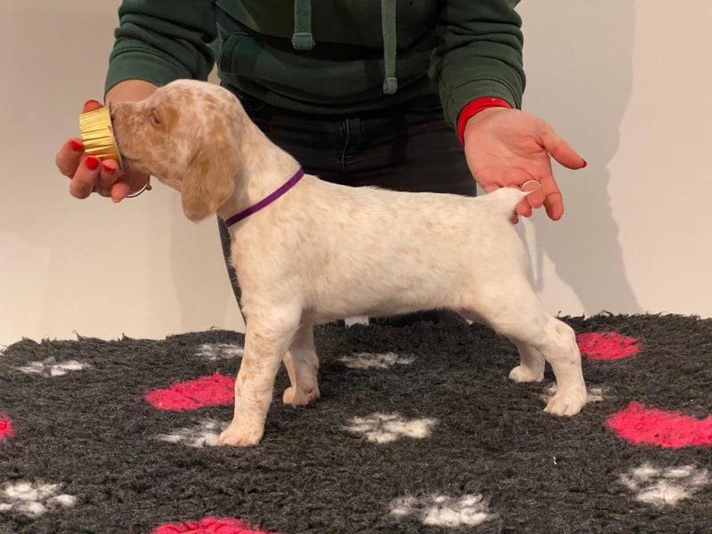 ArtemisBourbonskeStesti