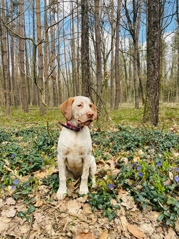 ArtemisBourbonskeStesti