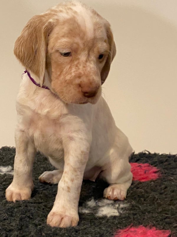 ArtemisBourbonskeStesti