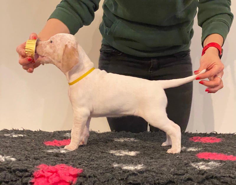 AthenaBourbonskeStesti