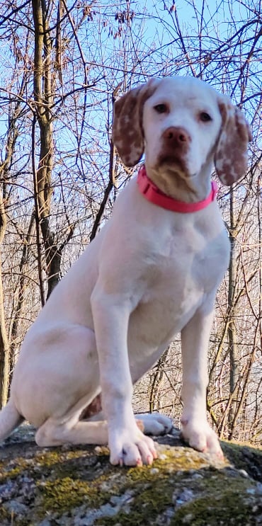 AuroraBourbonskeStesti