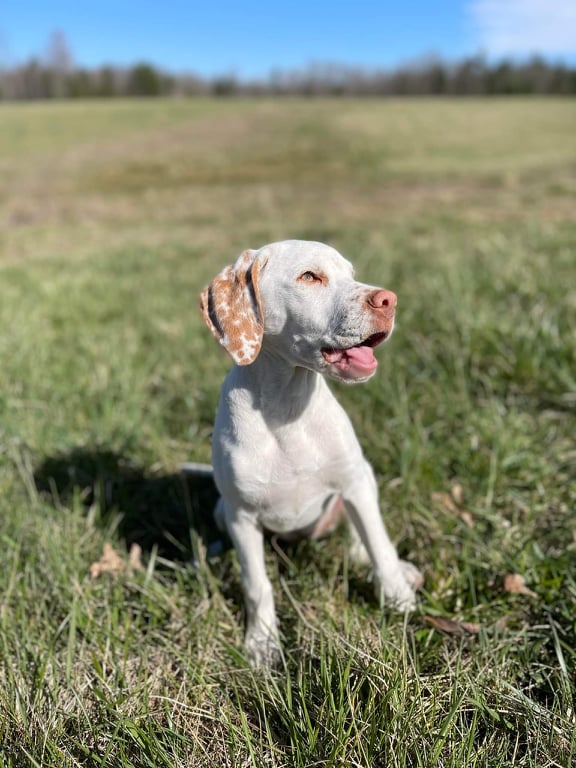 AuroraBourbonskeStesti