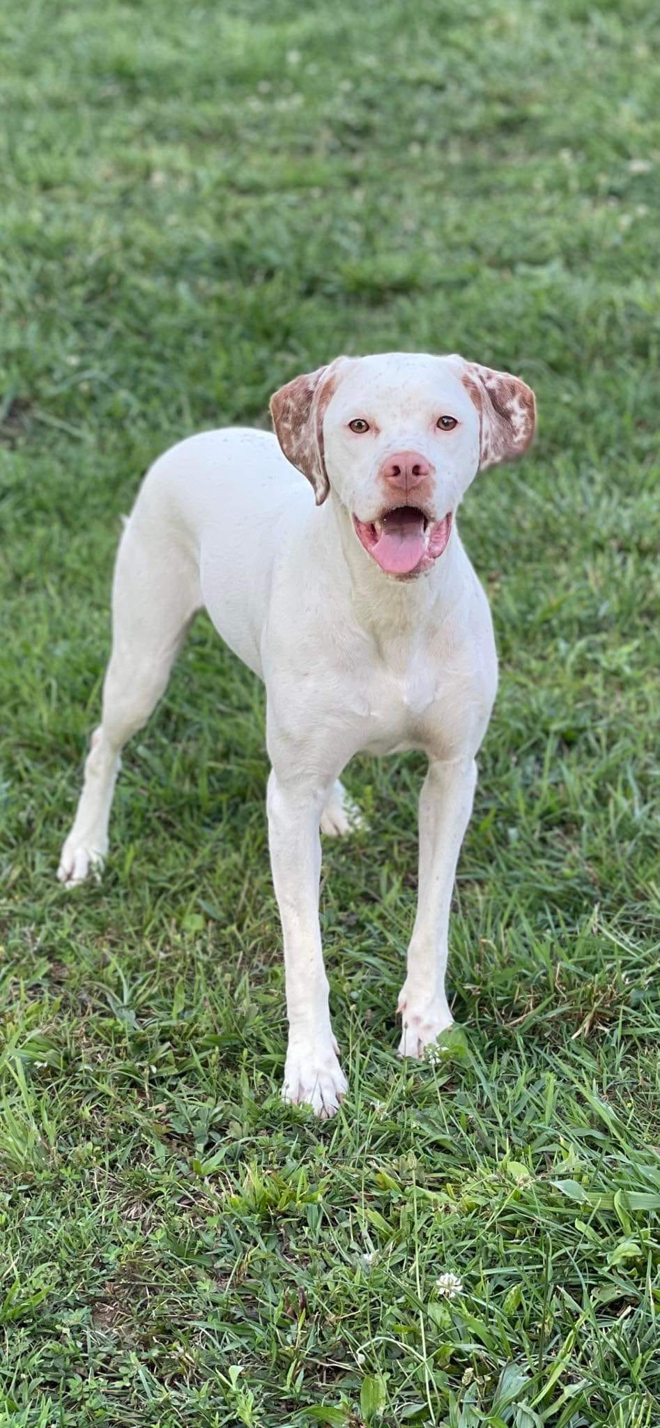 AuroraBourbonskeStesti