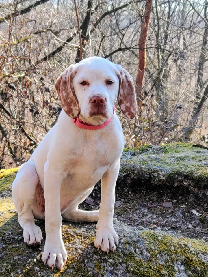 AuroraBourbonskeStesti