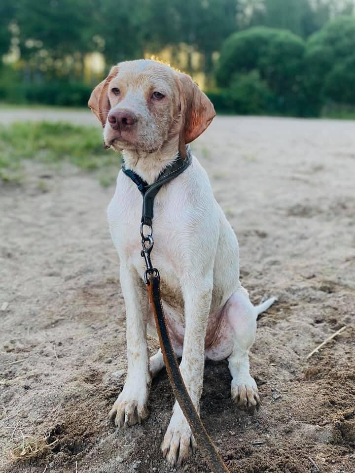 BetsyBeenAgentOrange