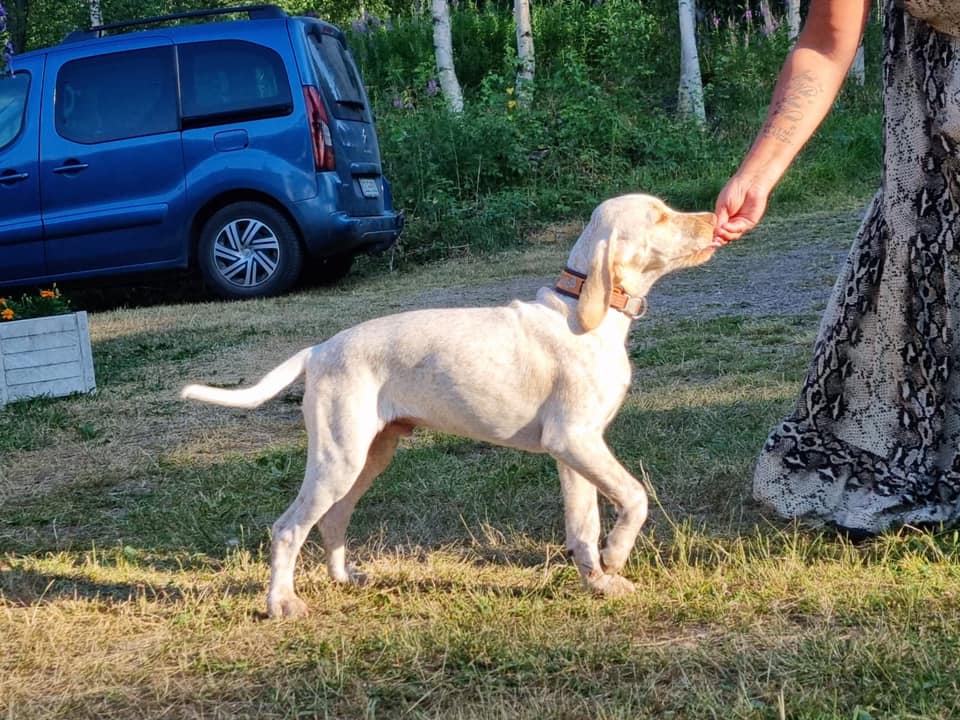 BetsyBeenAllNightRider