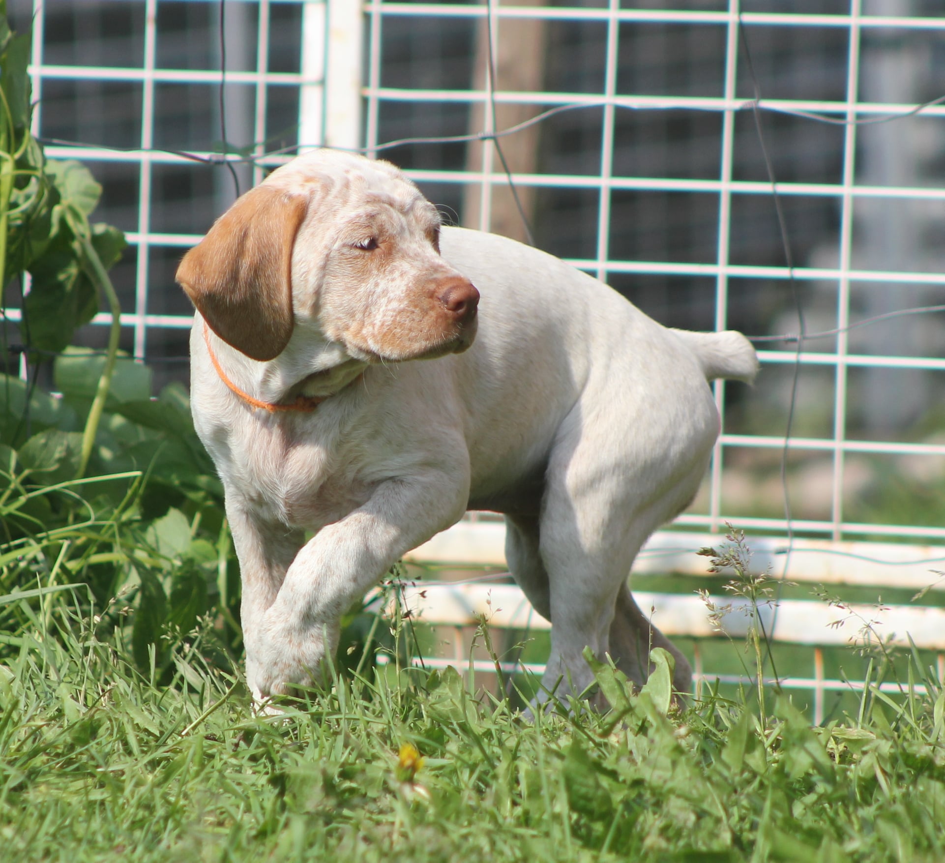 Canine Joyful Explorer alias Cintty