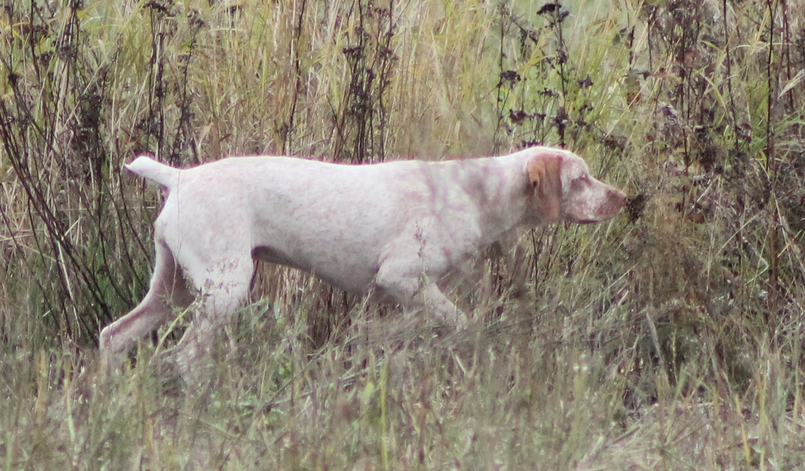 Canine Joyful Explorer alias Cintty