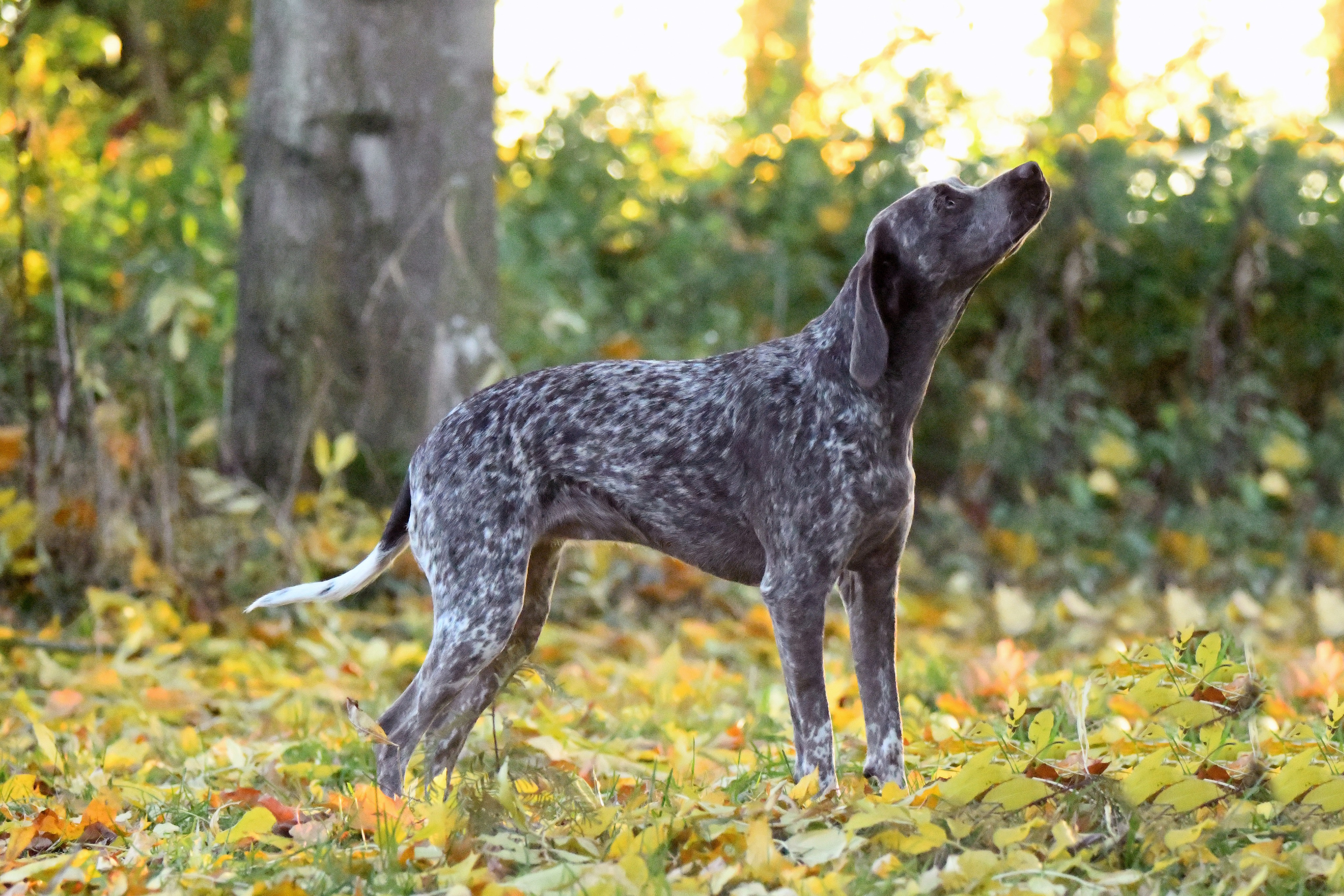 EmyElisaVomElstermannHof