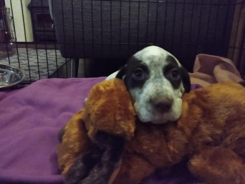 Jurassicwey Morwenna