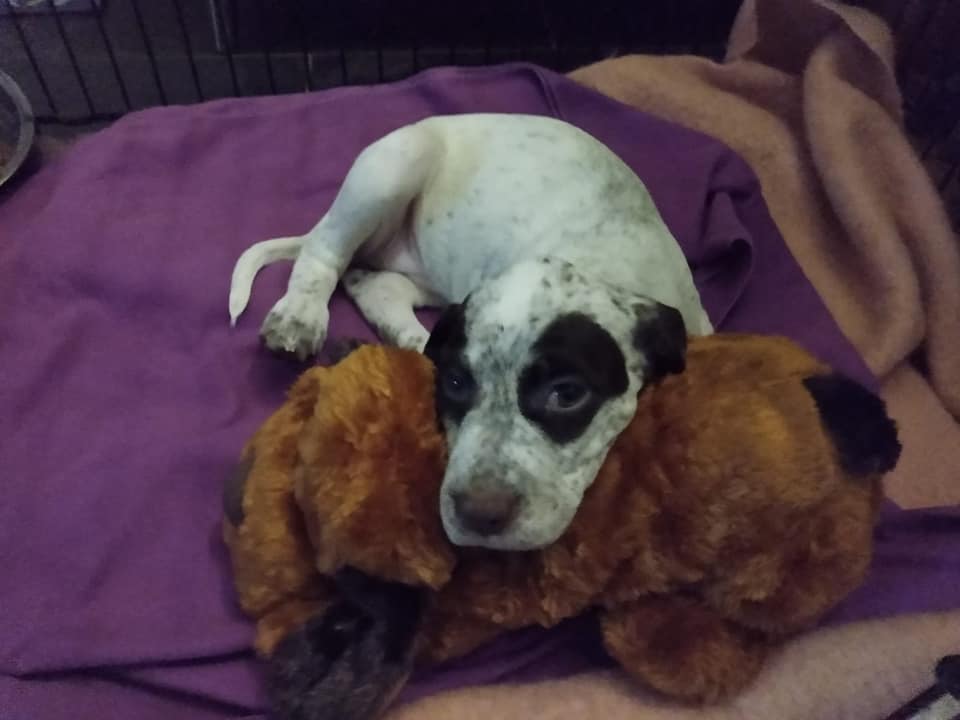 Jurassicwey Morwenna