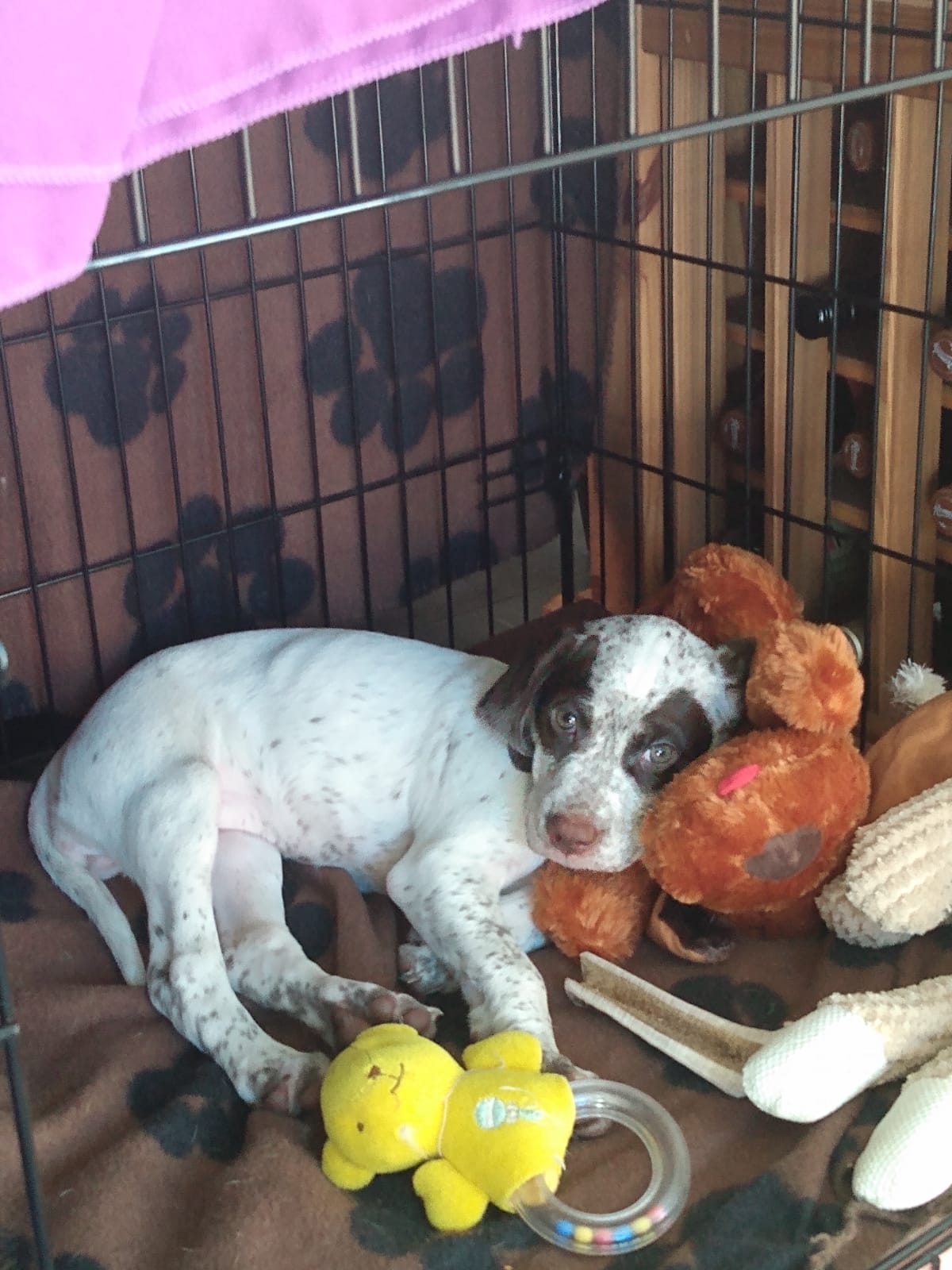 Jurassicwey Morwenna