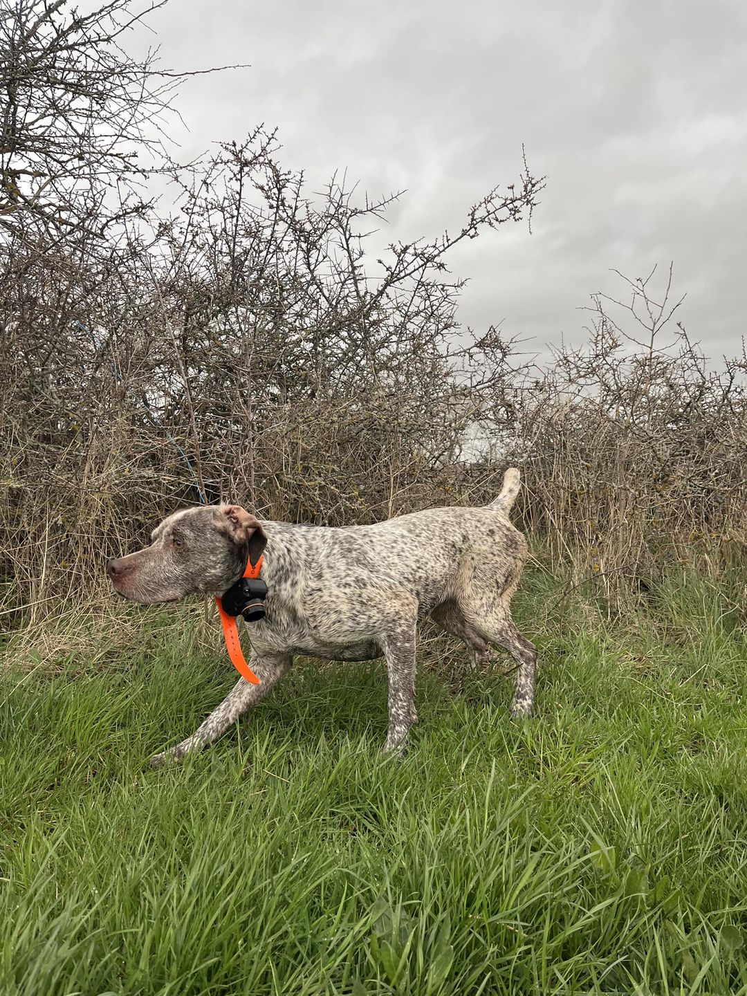 SaderDesFinsNezDuMeygal