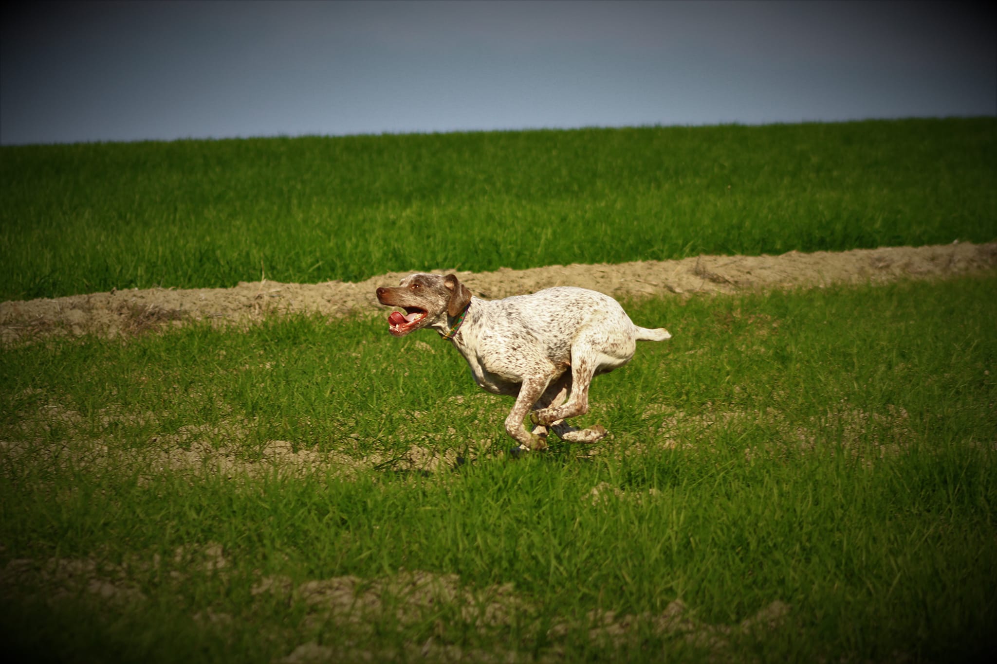 SaderDesFinsNezDuMeygal