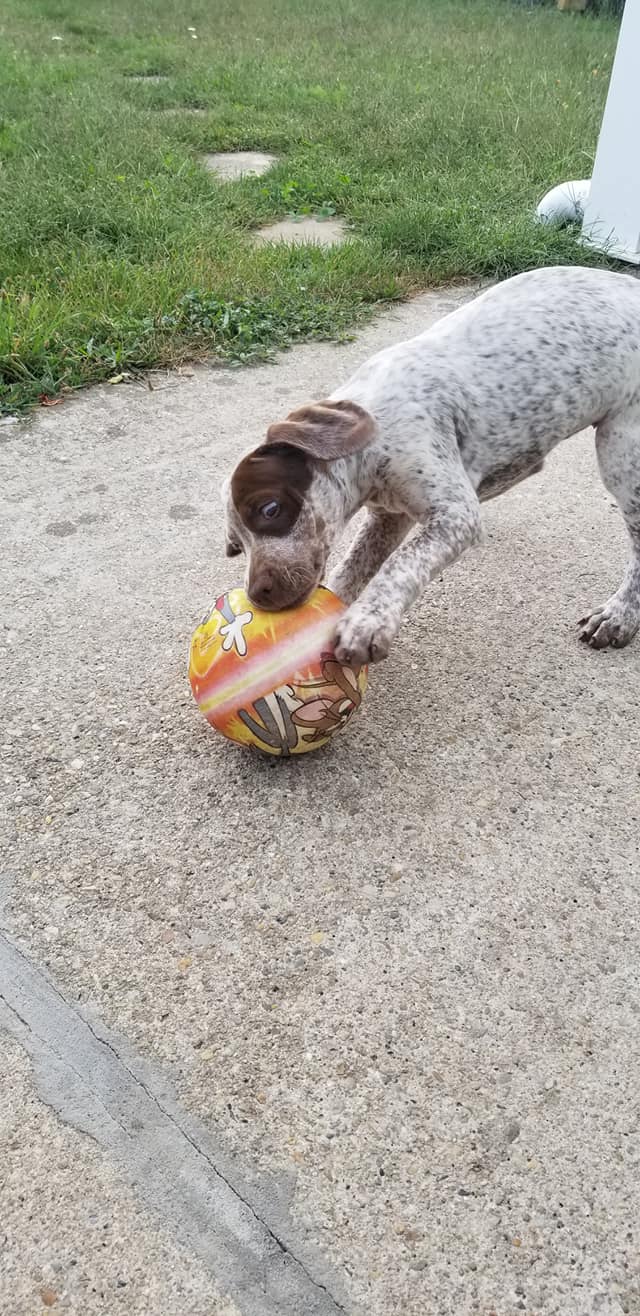 Scilla des Fins Nez du Meygal